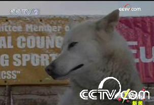 可爱的哈士奇雪橇犬