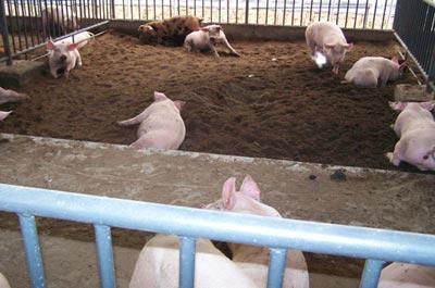 自然发酵床--节约环保的养猪新方法_cctv.com_