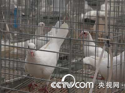 泰丰肉鸽养殖专业合作社_cctv.com_中国中央电