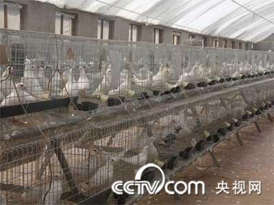 泰丰肉鸽养殖专业合作社_CCTV.com_中国中央